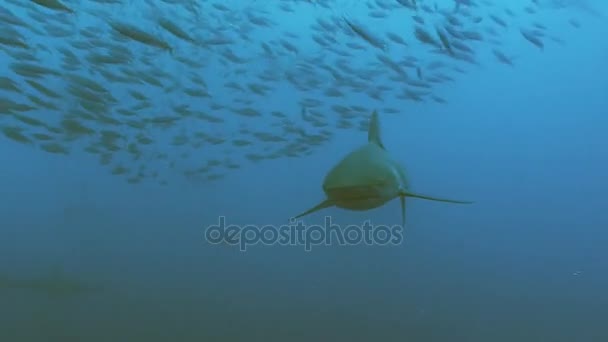 Dicht aanpak van grote Galapagoshaai-Stille Oceaan — Stockvideo