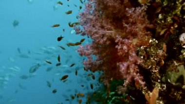 Mercan duvar, Kızıldeniz yumuşak mercan