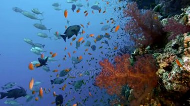 Güzel mercan duvar Red Sea'deki/daki