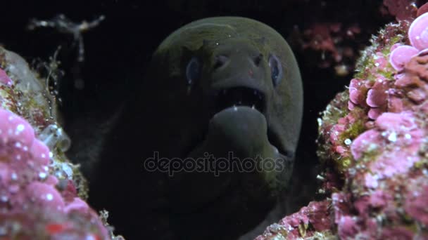 Portret shot van Giant Moray Eel gereinigd door het reinigen van garnalen, rode zee — Stockvideo