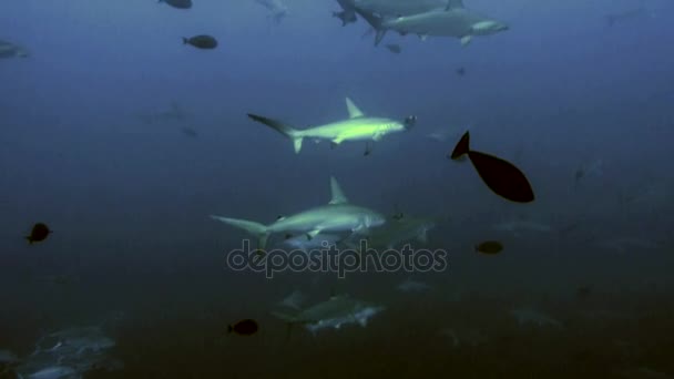 Escuela gigante de tiburones martillo en aguas azules, Mar Rojo — Vídeos de Stock