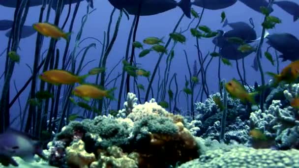 Coral reef landskap i Röda havet, Sudan — Stockvideo