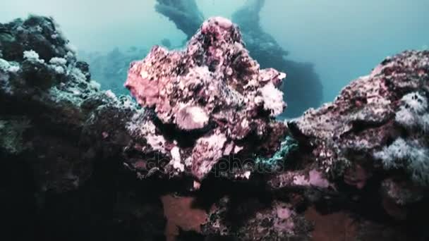 Hélice panoramique du naufrage d'un navire coulé, Mer Rouge, UMBRIA — Video