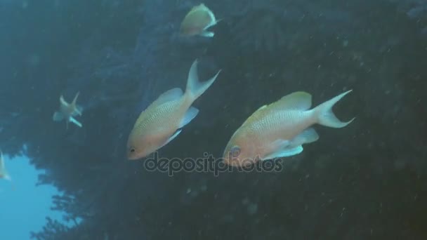 在地中海小鱼群的特写 — 图库视频影像