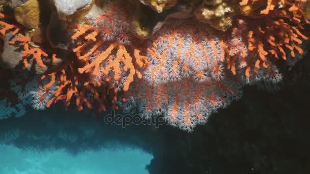 Underwater skott sällan röda koraller i Medelhavet — Stockvideo