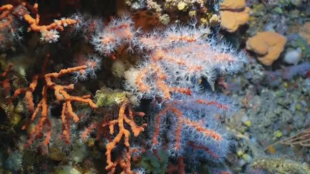 Underwater shot of seldom Red Corals in Mediterranean Sea — Stock Video