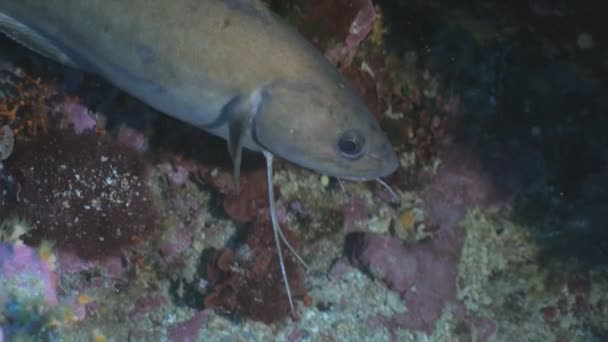 Grotere Gaffelbaard in onderwatergrot, Middellandse Zee — Stockvideo