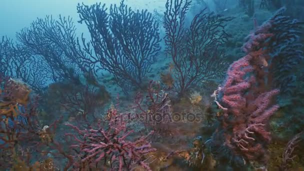 Gorgonianos vermelhos na parede do recife do Mediterrâneo — Vídeo de Stock