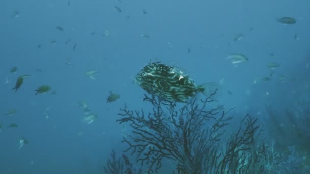 john dory vis in de middellandse zee reef landschap — stockvideo