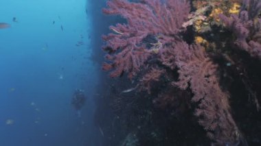 Scuba diver Akdeniz resif duvar Gorgonians tam