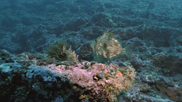 Rara vez John Dory pescado en el paisaje del Arrecife Mediterráneo — Vídeos de Stock