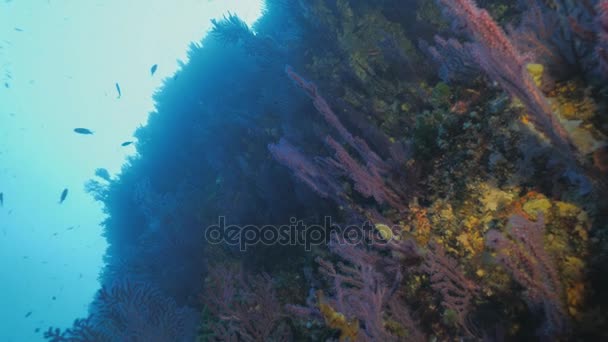 Bajo ángulo de tiro de hermosa pared de arrecife mediterráneo — Vídeos de Stock