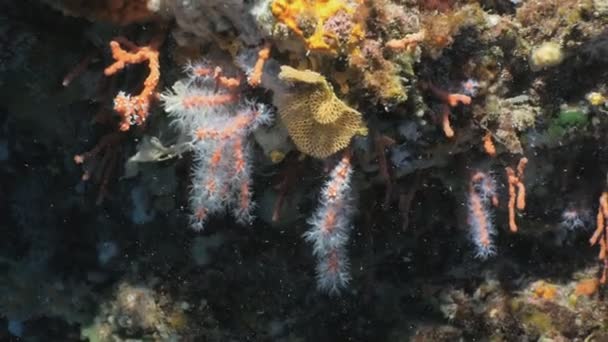 Underwater skott sällan röda koraller i Medelhavet — Stockvideo