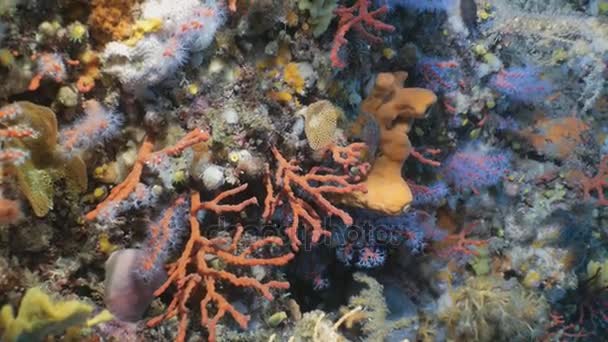 Inyección submarina de raramente Corales Rojos en el Mar Mediterráneo — Vídeos de Stock