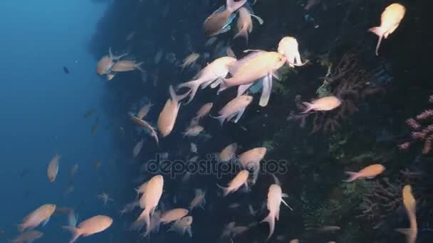 Masiva escuela de Anthias en el Mar Mediterráneo — Vídeos de Stock