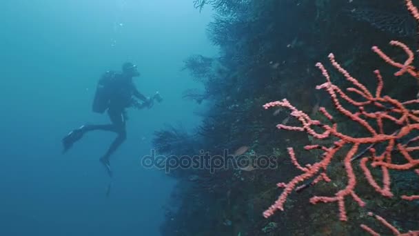 Buceador nada a lo largo de la pared del arrecife mediterráneo — Vídeo de stock