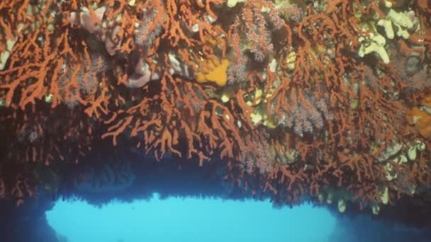 Огромная колония редко встречающихся красных кораллов в подводном туннеле — стоковое видео