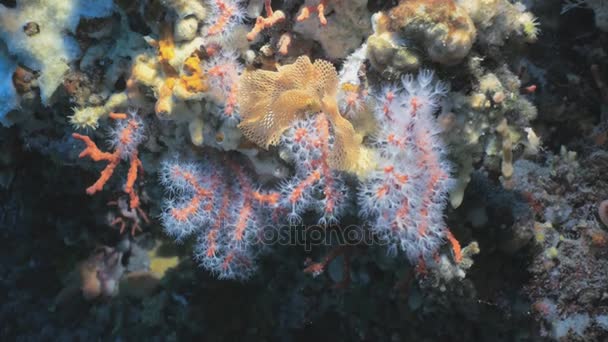 Inyección submarina de Corales Rojos en el Mar Mediterráneo — Vídeos de Stock