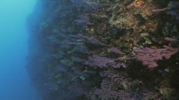 Nuotare lungo la barriera corallina sottomarina nel Mar Mediterraneo — Video Stock