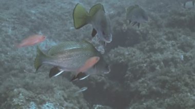 Akdeniz Corb, yakın çekim