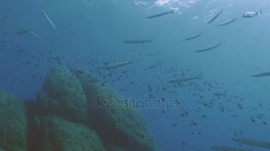Barracudas, Akdeniz resif büyük balık