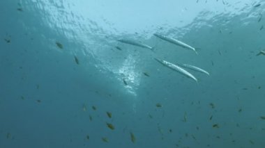 Barracudas grup altında kauçuk tekne yüzer