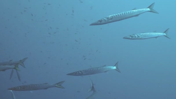 Scuola di Barracuda nel Mar Mediterraneo — Video Stock