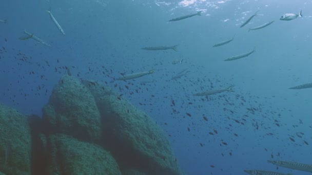 Nagy shoal, a Földközi-tengeri zátony barrakudák — Stock videók