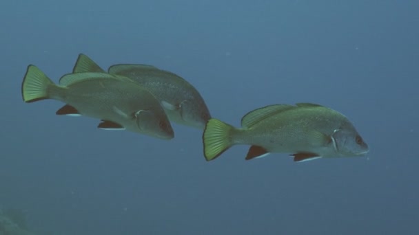 Grupo de Corbs no Mar Mediterrâneo — Vídeo de Stock