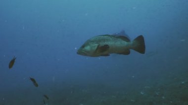 Büyük orfoz ve Akdeniz Scuba diver