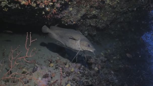 Grande barbe à fourche dans le mur de récif méditerranéen — Video