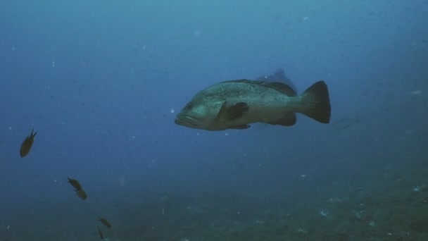 Большой групер и аквалангист в Средиземном море — стоковое видео