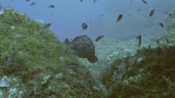 Cernia nella barriera corallina mediterranea — Video Stock