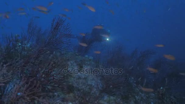 素晴らしい地中海の岩礁風景の魚とサンゴのスキューバダイバー — ストック動画