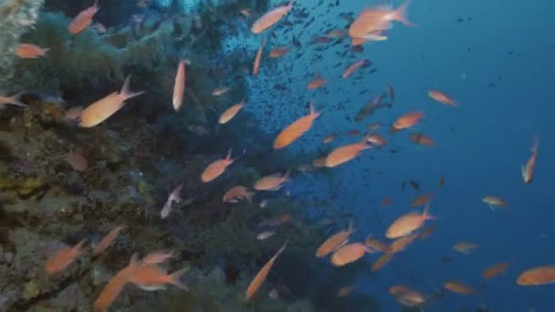 Lebendige mediterrane Riffwand voller Fische und Korallen — Stockvideo