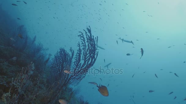 Muralla de arrecife con Grgonias y Barracudas en el Mar Mediterráneo — Vídeos de Stock