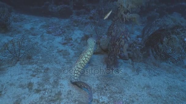 Moray anguille nageant au-dessus du fond sablonneux de la mer Méditerranée — Video