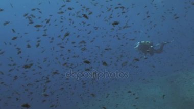 Dalgıç Lyretail Anthias tarafından çevrili