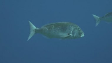 Akdeniz'in iki ortak sarpa