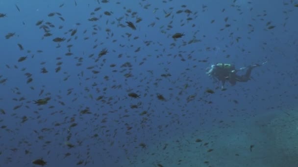 Scuba Diver omgeven door Lyretail Anthias — Stockvideo