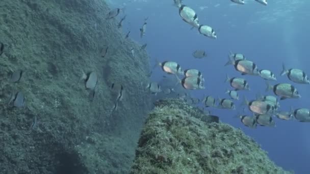 Шкільне риби і великий морський окунь в Середземному морі — стокове відео