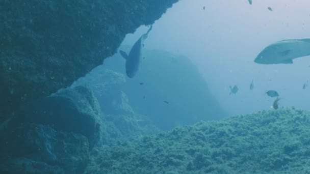 Zwei große Zackenbarsche im Mittelmeer-Riff — Stockvideo