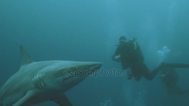 Underwater Närkontakt Med Stora Oceanic Blacktip Shark Blå Vatten Sydafrika — Stockvideo