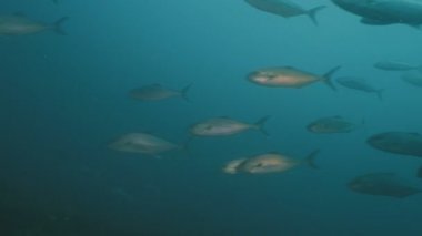 Reef, Güney Afrika büyük okul Amberjack balıklar geliyor