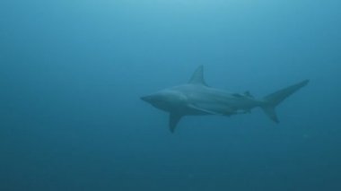 Sualtı çekim, Güney Afrika izleme açık mavi suda büyük okyanus köpekbalığı