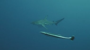 Okyanus Blacktip Shark ve enayi sualtı, Güney Afrika vurdu açık denizde balık