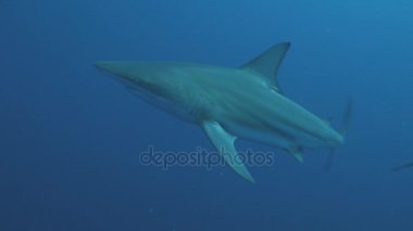 Oceanic Blacktip Shark açık su, Güney Afrika için
