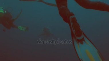 Büyük Shark balıkçılık kanca ile yakından dalgıç, sualtı çekim, Güney Afrika yüzüyor