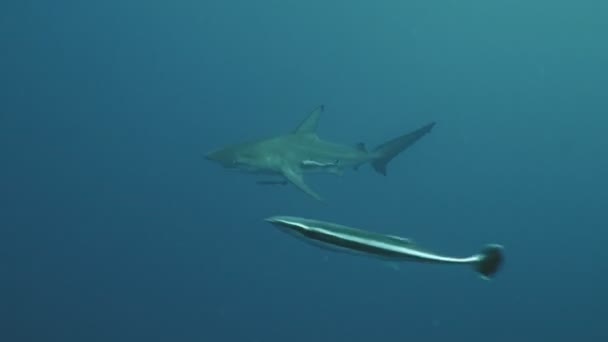 Oceanic Blacktip Shark Sucker Fish Open Sea Shot Underwater Sudáfrica — Vídeos de Stock