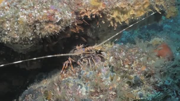 Spiny Lobster Underwater Crevice South Africa — Stock Video